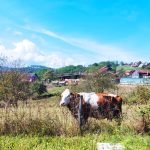 UZOPIBIH Carakovo7